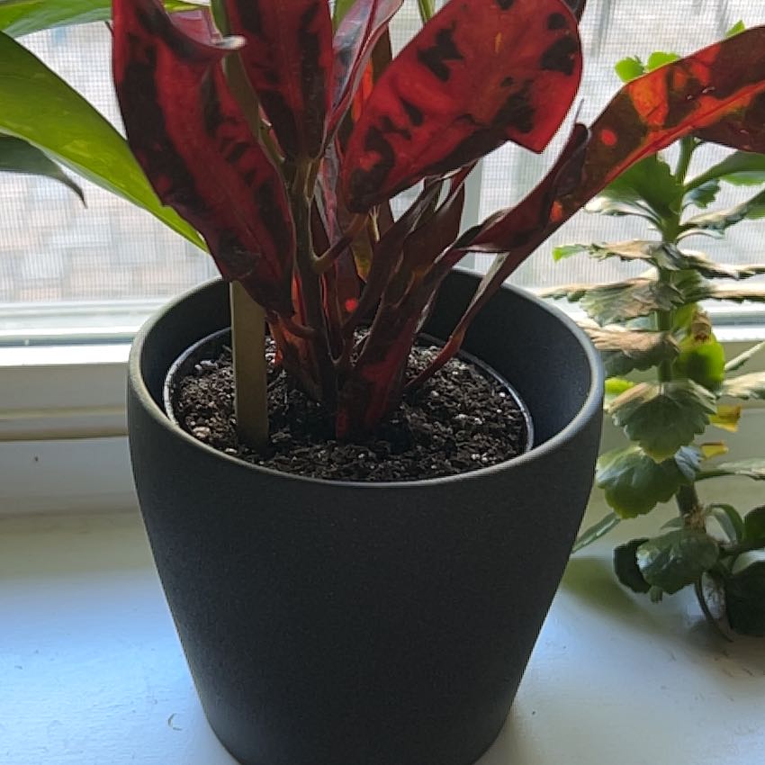 Photo of the plant species Exotic Angel by @ManyRemuremu11 named Sproutacus on Greg, the plant care app