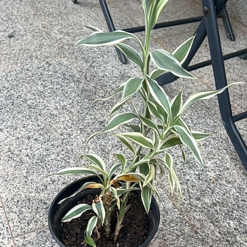 Photo of the plant species Lucky Golden Bamboo by @Sadycakes named Michelle Branch on Greg, the plant care app
