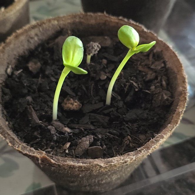 Photo of the plant species Sunny Sunflower by @ProBeeorchid41 named Doja Cat on Greg, the plant care app