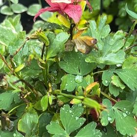 Photo of the plant species Wild Red Columbine by @HeiressKanna57 named Sol on Greg, the plant care app