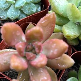 Photo of the plant species Oregon Stonecrop by @HeiressKanna57 named Taylor Swift on Greg, the plant care app
