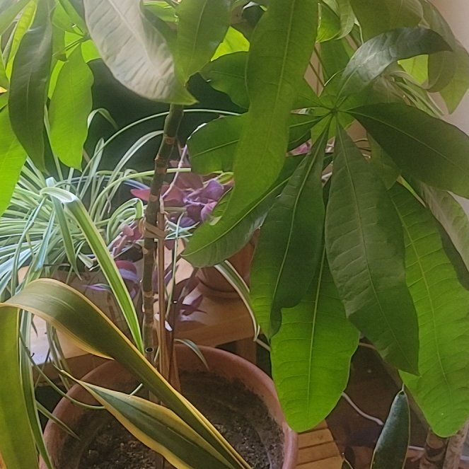 Photo of the plant species Nepenthes Mirabilis by @ReallySalad61 named Bigleef Smalls on Greg, the plant care app