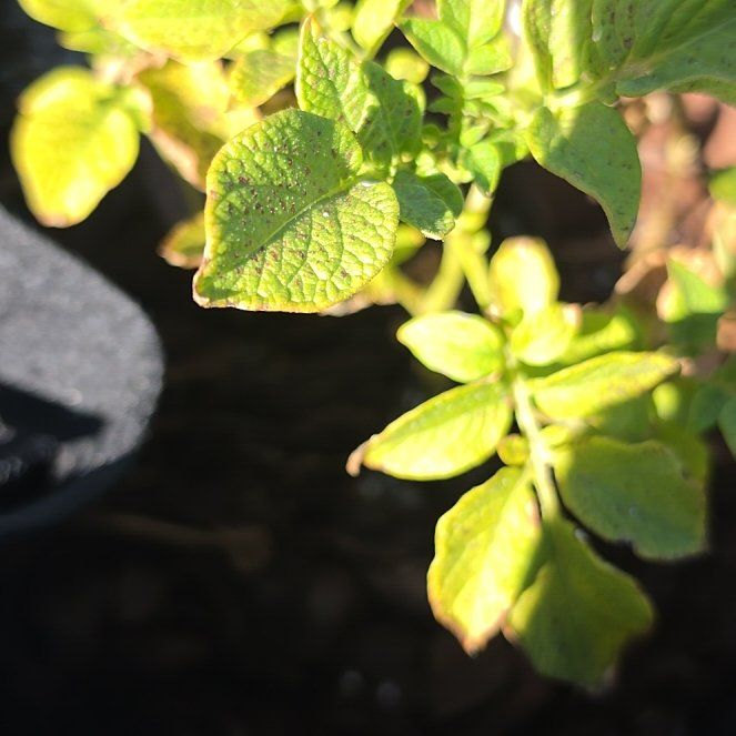 Photo of the plant species Potato by @GuruPignut56 named Darwin on Greg, the plant care app