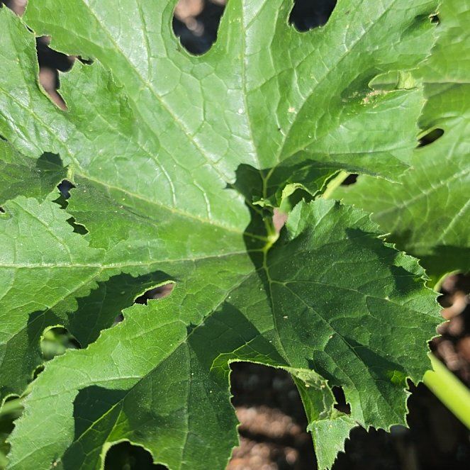 Photo of the plant species Summer Squash by @GuruPignut56 named Nithin on Greg, the plant care app