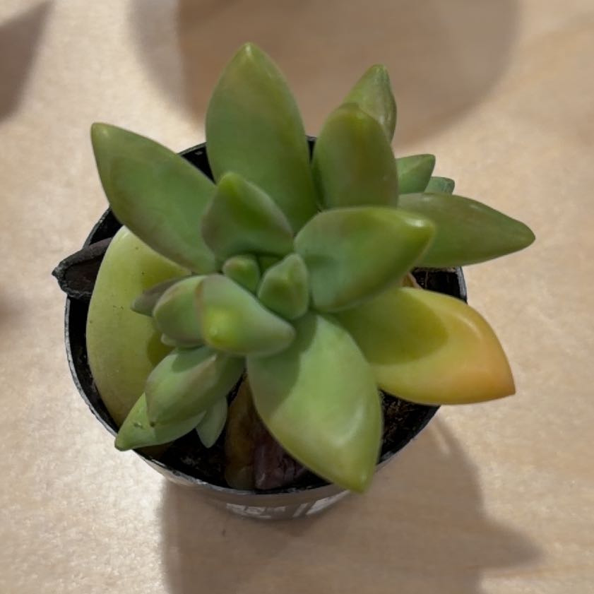 Photo of the plant species Sedum adolphi 'Guacamole' by @WillBagpod89 named LiloStitch on Greg, the plant care app