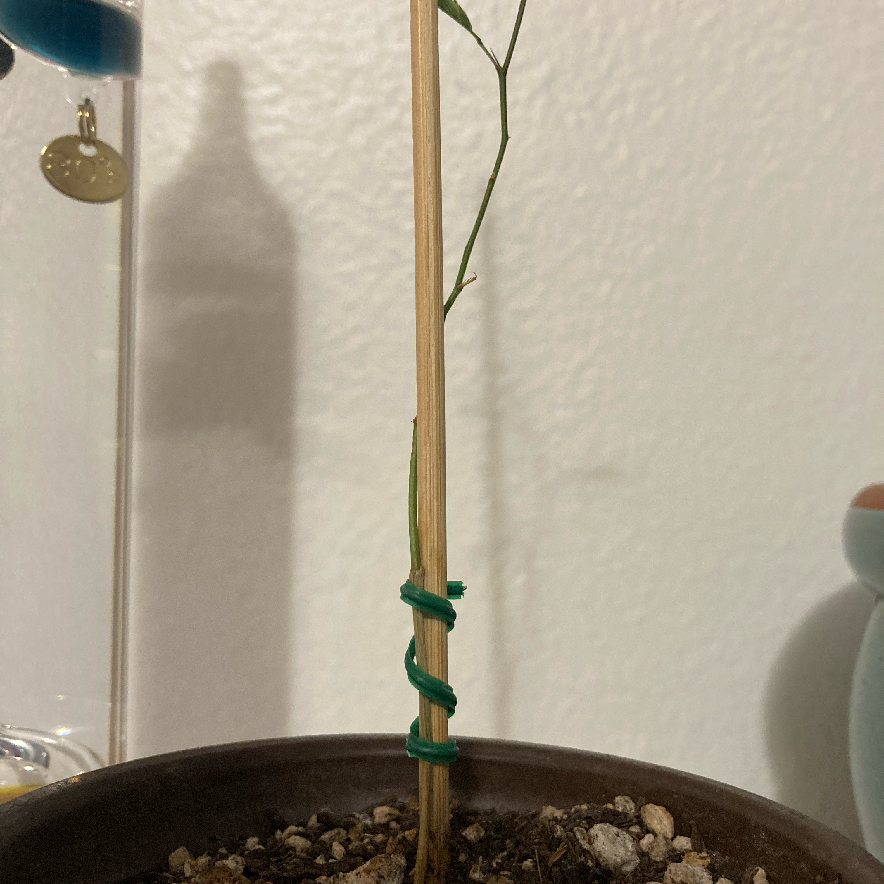 Photo of the plant species Mesquite Tree by @ThePurpleMando named Scarlett on Greg, the plant care app
