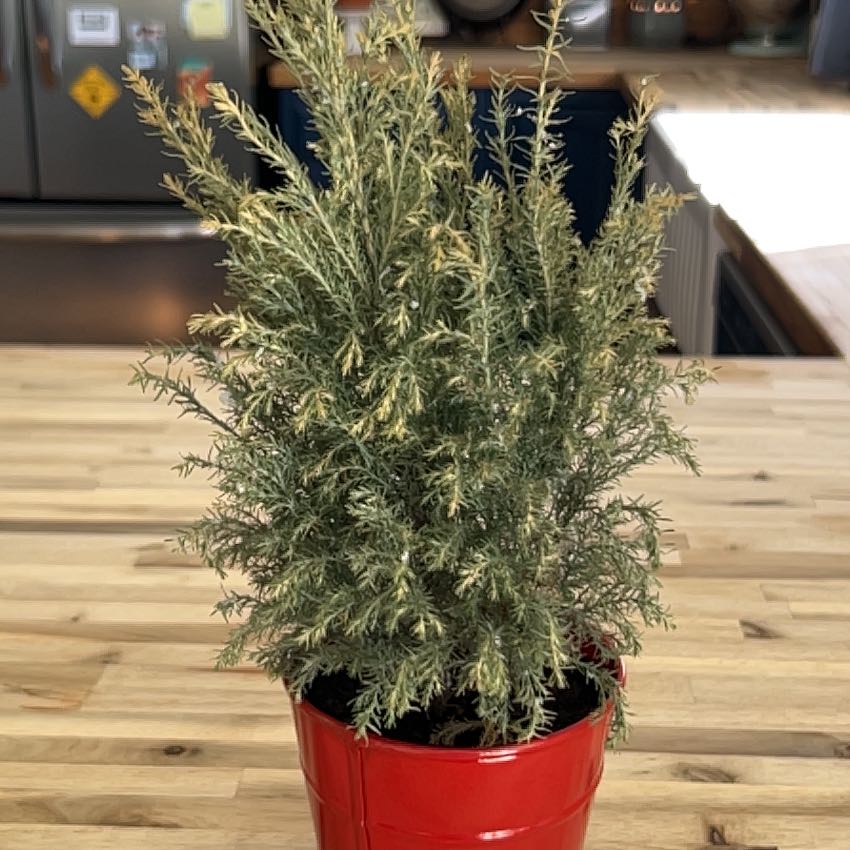 Photo of the plant species European Cypress by @GleefulIceplant named Cy on Greg, the plant care app