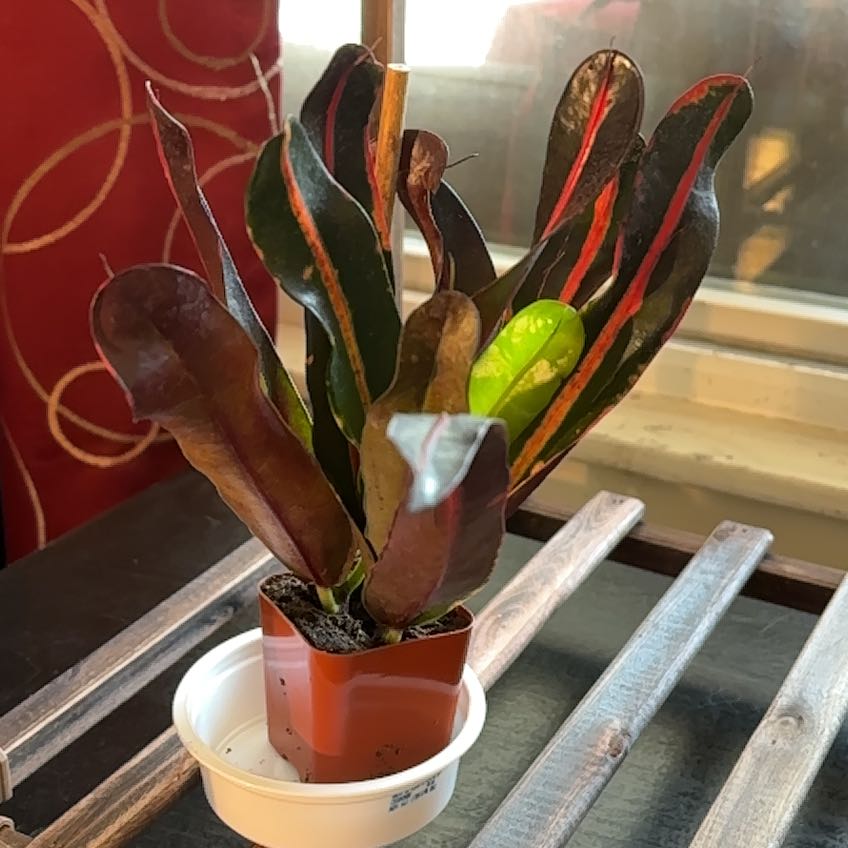 Photo of the plant species Red Croton by @PlausibleYuzu85 named Delilah on Greg, the plant care app