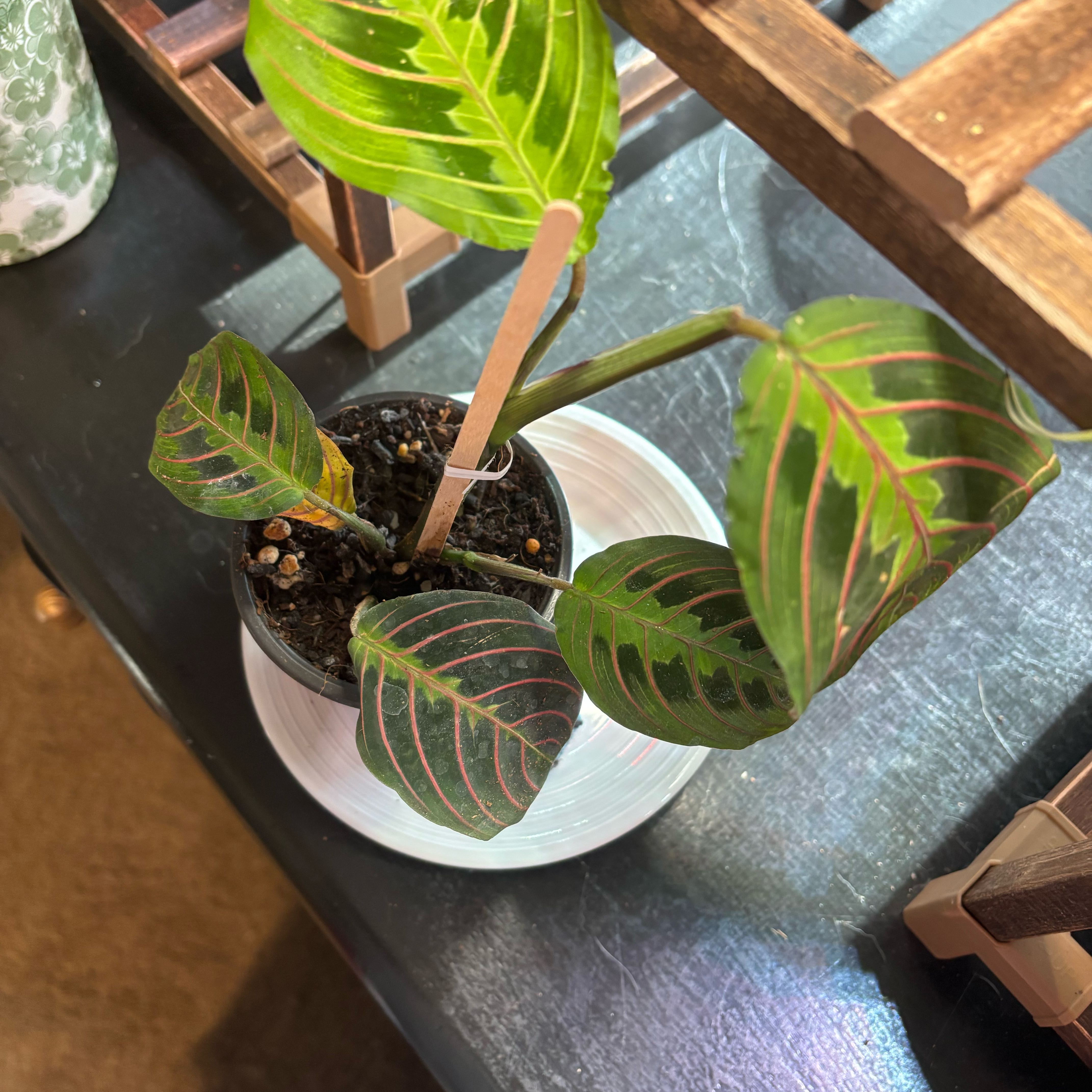 Photo of the plant species Red prayer by @PlausibleYuzu85 named Dolores on Greg, the plant care app