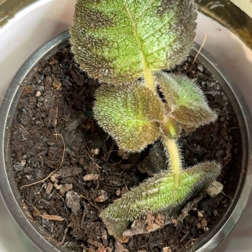 Photo of the plant species Flame Violet by @PlausibleYuzu85 named Edith on Greg, the plant care app