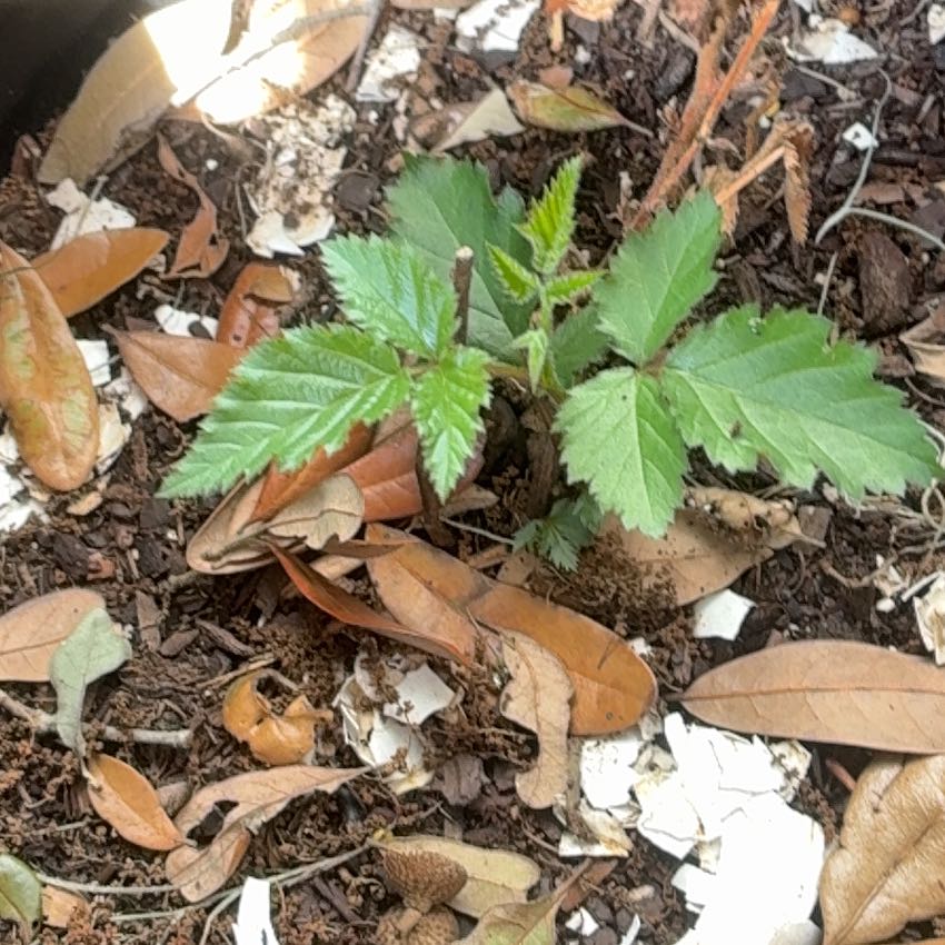 Photo of the plant species California Blackberry by @LitheOkra32 named Figyonce on Greg, the plant care app