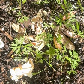 Photo of the plant species Rainbow Carrot by @LitheOkra32 named Harmony on Greg, the plant care app