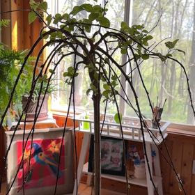 Photo of the plant species Goat Willow by @ZingMoss81 named Ulysses S Plant on Greg, the plant care app