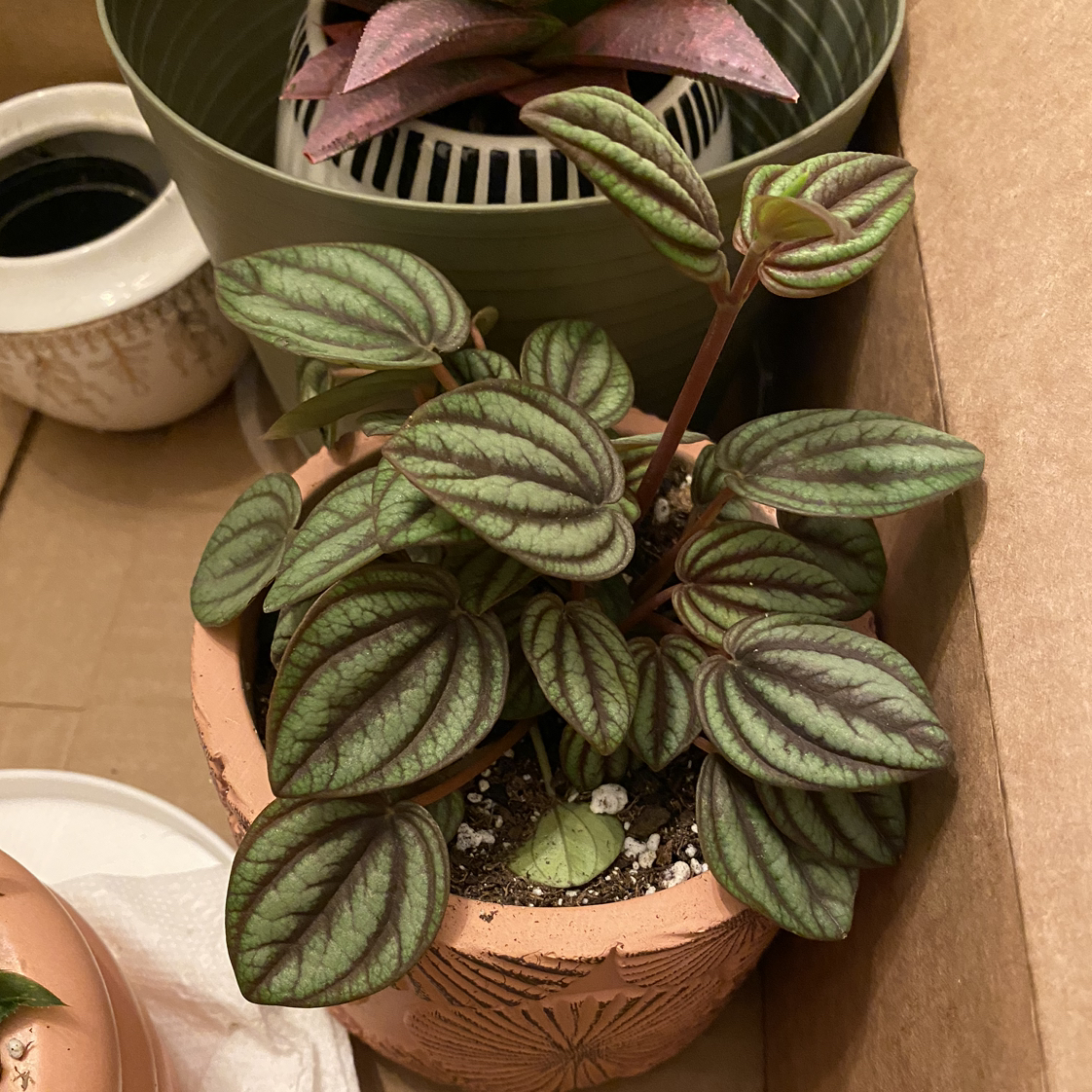 Healthy Piccolo Banda plant in a terracotta pot with vibrant patterned leaves.