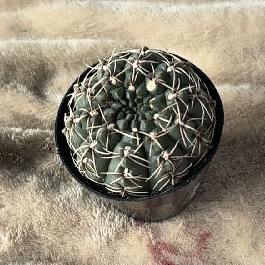 Photo of the plant species Spider Cactus by @BigwigShyleaf77 named there go matt on Greg, the plant care app