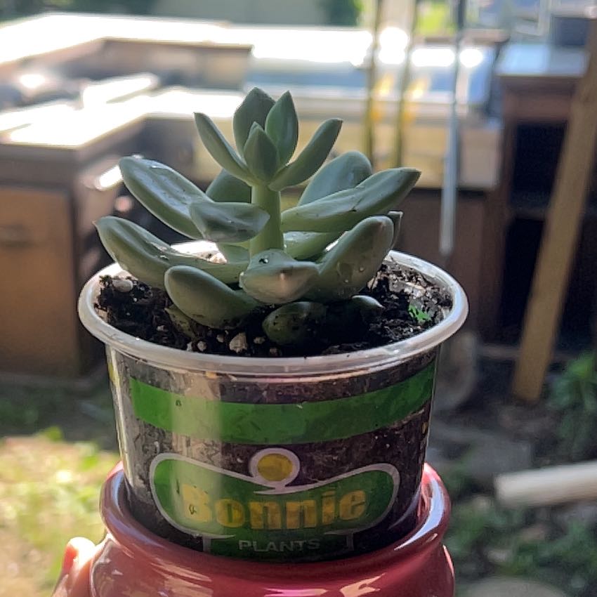 Photo of the plant species Pachyphytum 'Aquamarine' by @KinglyBeans96 named Pretty on Greg, the plant care app