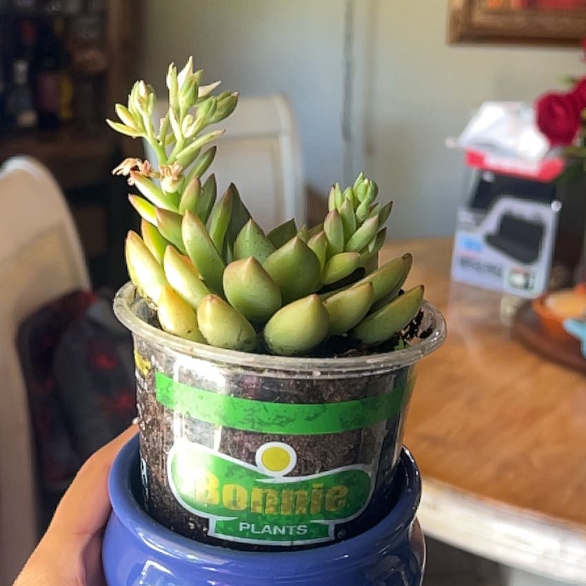Photo of the plant species Tacisedum 'Spring Glow' by @KinglyBeans96 named Lolita on Greg, the plant care app