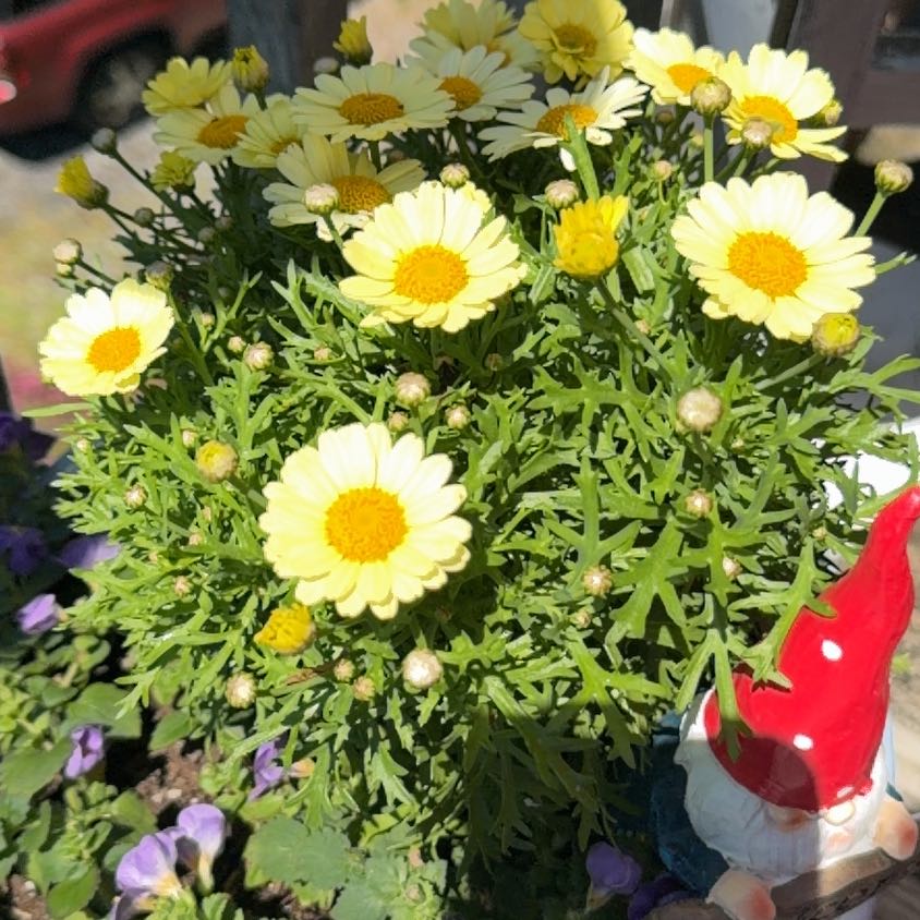 Photo of the plant species Crown Daisy by @ZarfCatmint43 named Prince on Greg, the plant care app