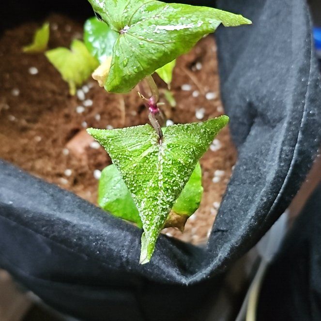 Photo of the plant species House Holly-Fern by @AmusingBlinks68 named Coco on Greg, the plant care app