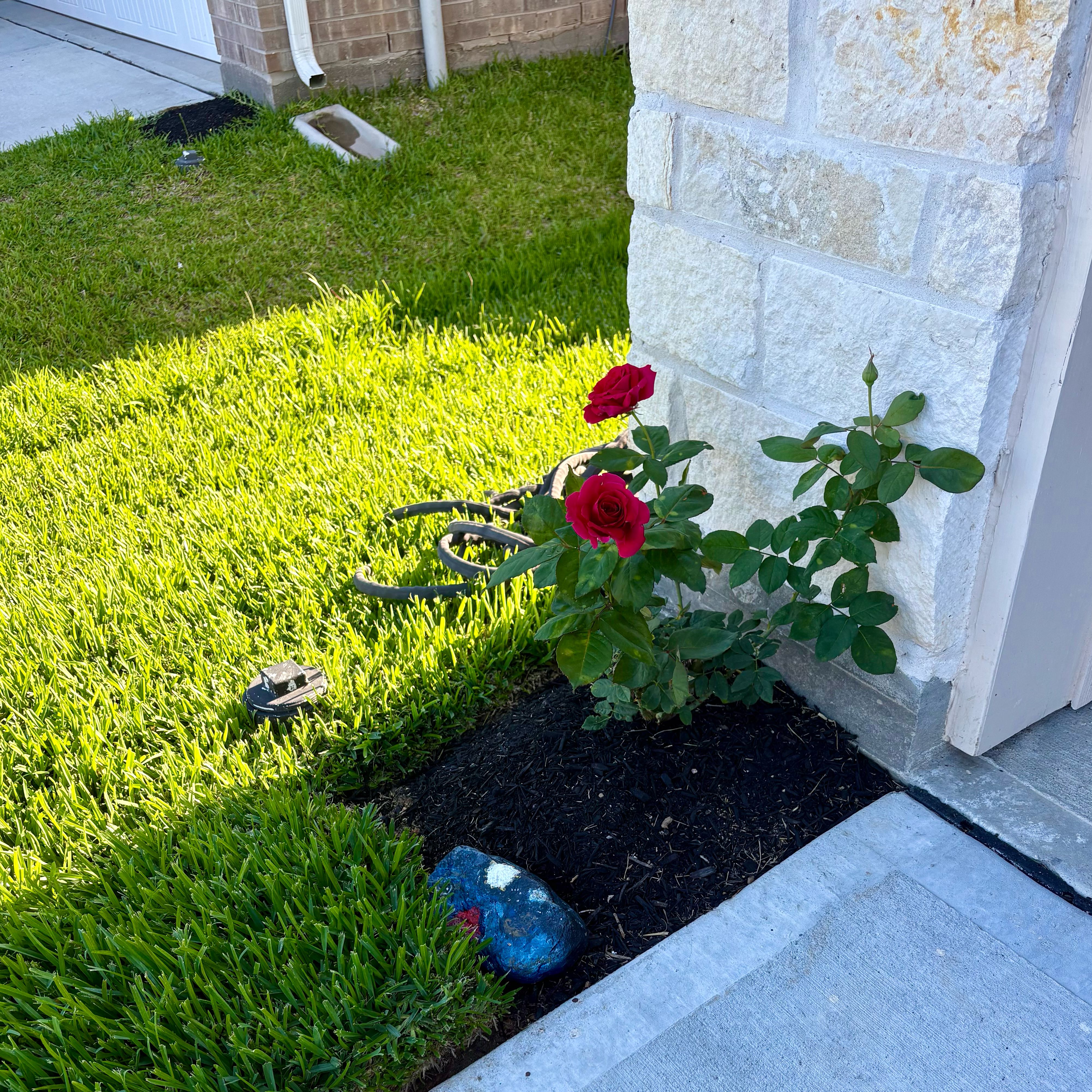 Photo of the plant species Hybrid Tea Rose by @InerrantWeed47 named Darwin on Greg, the plant care app