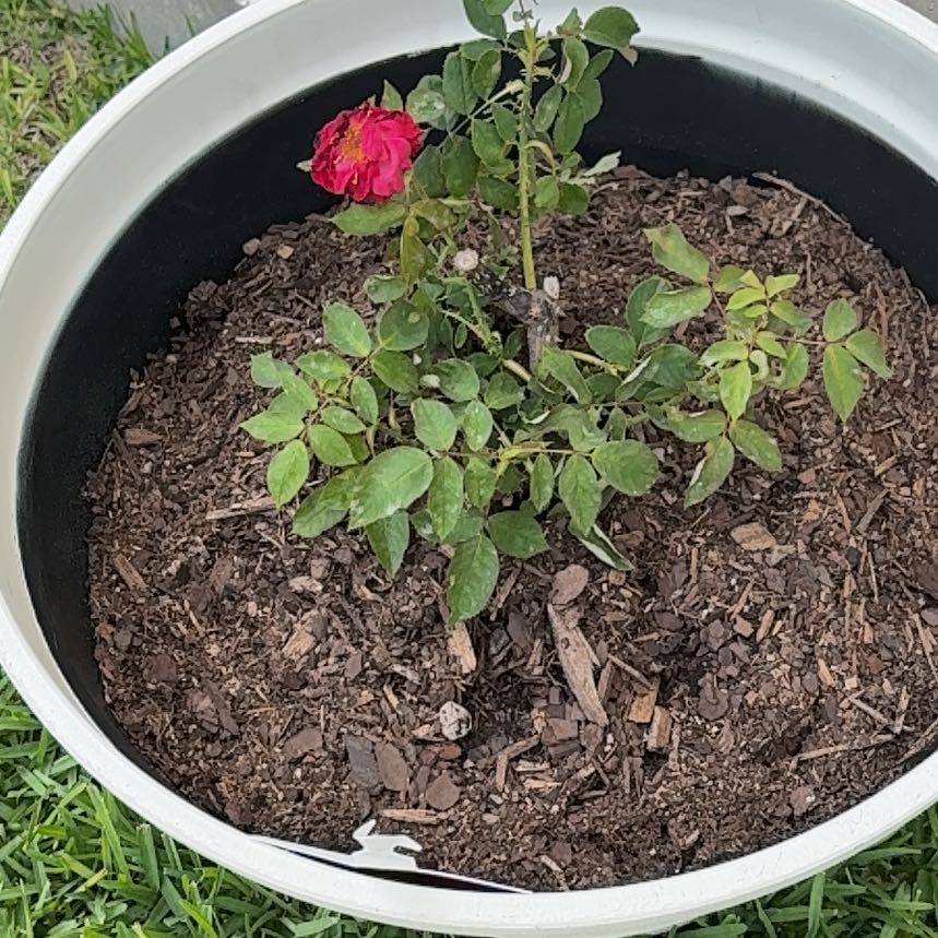 Photo of the plant species Hybrid Tea Rose by @InerrantWeed47 named LiloStitch on Greg, the plant care app