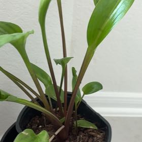 Photo of the plant species Little White Soldiers by @InerrantWeed47 named Miley on Greg, the plant care app