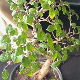 Photo of the plant species Bonsai Tree by @NeatJavamoss87 named Bono on Greg, the plant care app