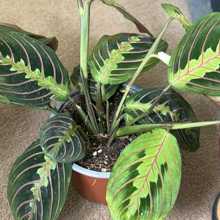 Photo of the plant species Prayer Plant by @NeatJavamoss87 named Jane on Greg, the plant care app