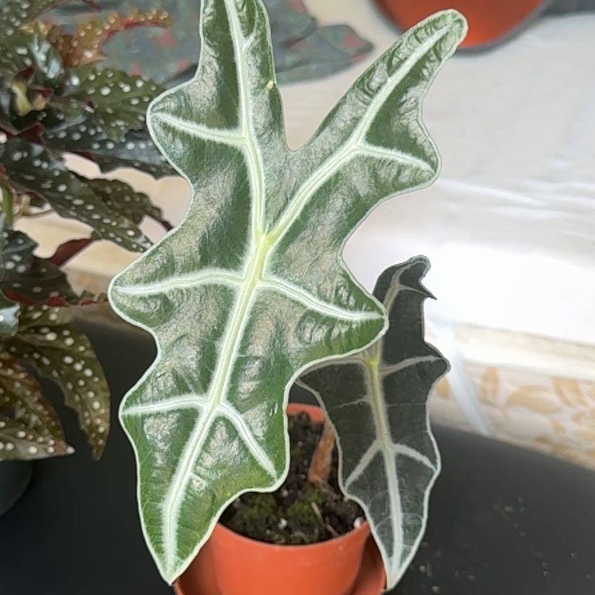 Photo of the plant species Alocasia by @NeatJavamoss87 named Nora on Greg, the plant care app