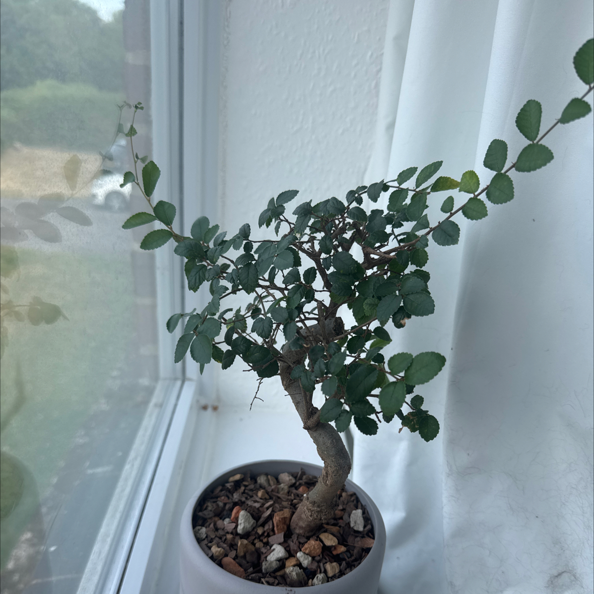 Photo of the plant species Bonsai Tree by @NeatJavamoss87 named Bono on Greg, the plant care app