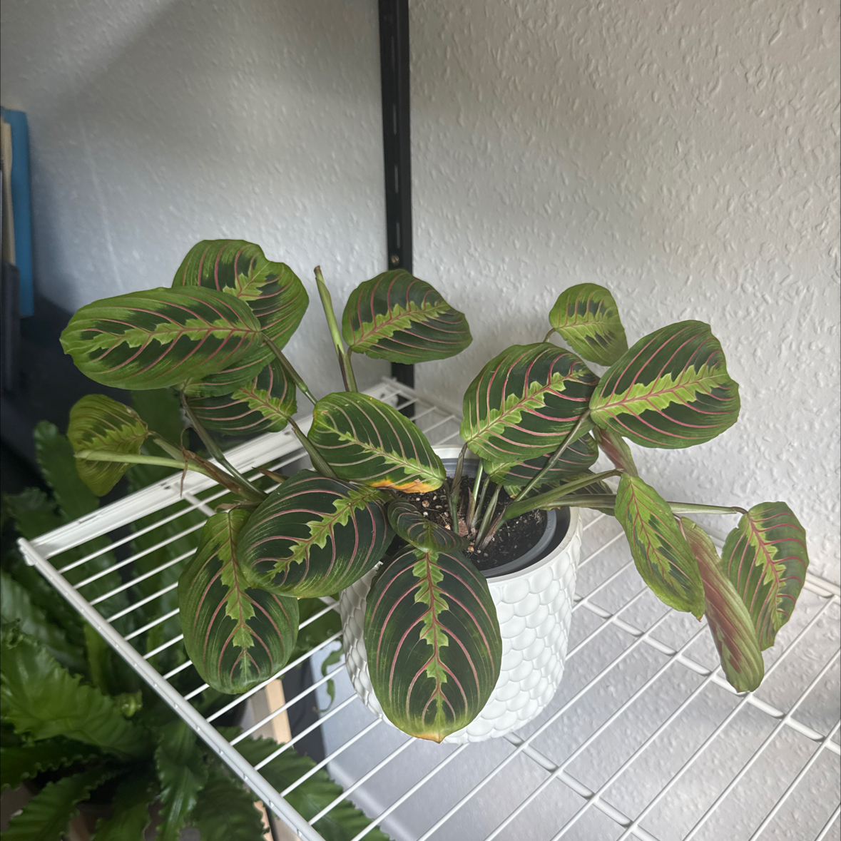 Photo of the plant species Prayer Plant by @NeatJavamoss87 named Jane on Greg, the plant care app