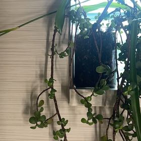 Photo of the plant species Trailing Elephant Bush by @KeyBlackpine93 named Maya on Greg, the plant care app