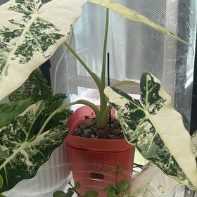 Photo of the plant species Variegated Alocasia by @KeyBlackpine93 named Keanu Leaves on Greg, the plant care app