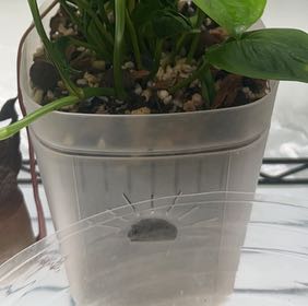 Photo of the plant species Pothos 'Shangri La' by @KeyBlackpine93 named Gates on Greg, the plant care app