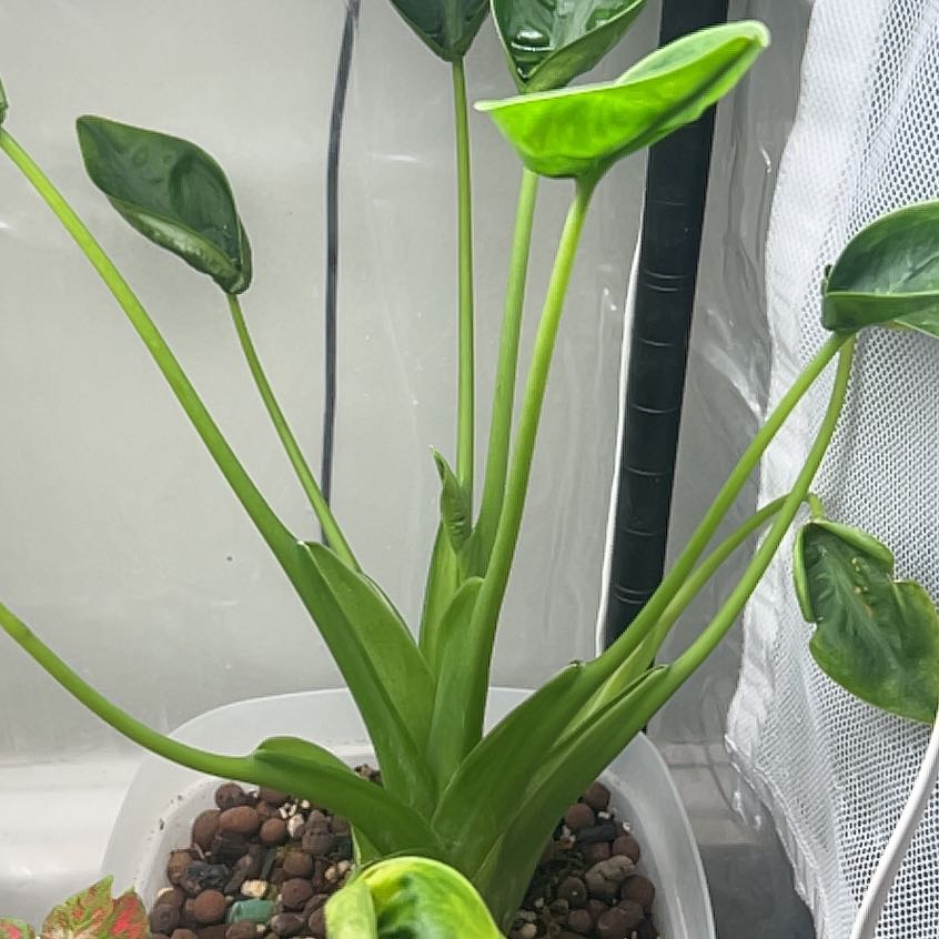 Photo of the plant species Tiny Dancer by @KeyBlackpine93 named Luna on Greg, the plant care app