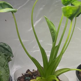 Photo of the plant species Tiny Dancer by @KeyBlackpine93 named Fernie Saunders on Greg, the plant care app
