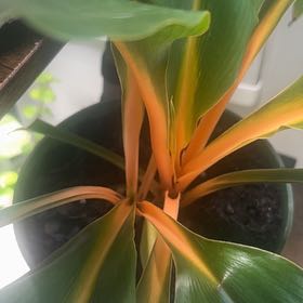 Photo of the plant species Chlorophytum 'Fire Flash' by @KeyBlackpine93 named Fernie Mercury on Greg, the plant care app