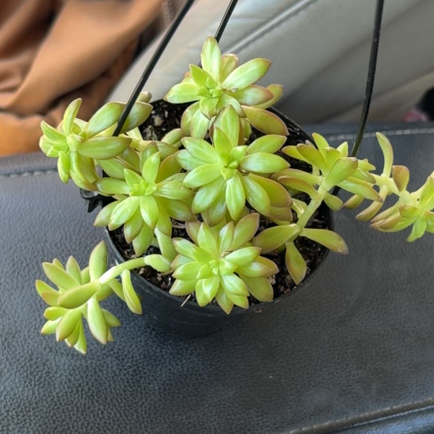 Photo of the plant species Shooting Star by @WinBlueoak60 named Fernie Mac on Greg, the plant care app