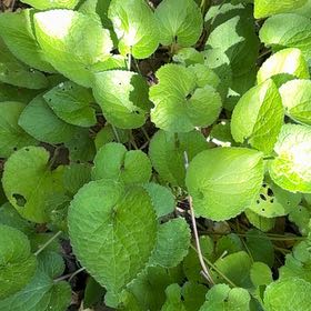 Photo of the plant species Wood Violet by @SpicyJade74 named Ulysses S Plant on Greg, the plant care app