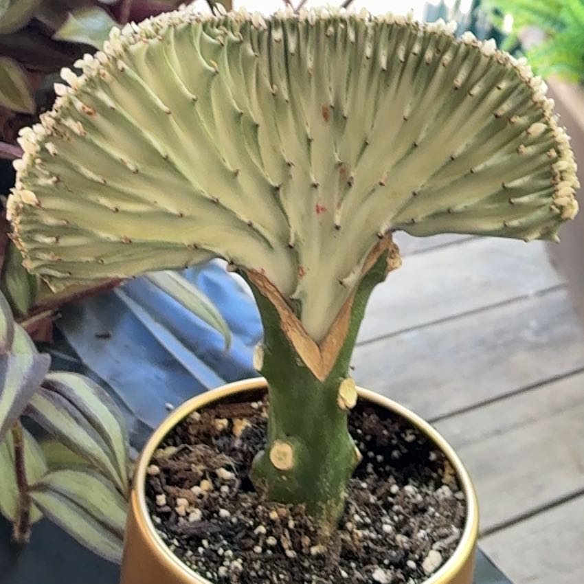 Photo of the plant species Coral Cactus by @SpicyJade74 named Sonora on Greg, the plant care app