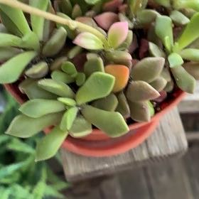 Photo of the plant species Crassula 'Moonglow' by @SpicyJade74 named Terra on Greg, the plant care app