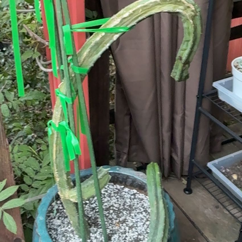 Photo of the plant species San Pedro by @SpicyJade74 named Foxxy on Greg, the plant care app