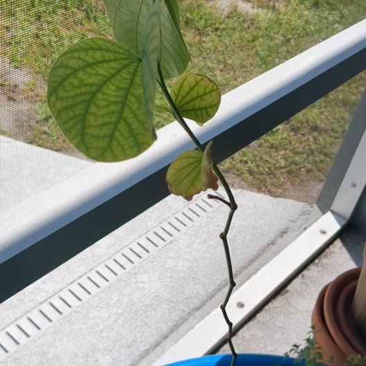 Photo of the plant species Orchid Tree by @HipJicaro63 named Fernie Saunders on Greg, the plant care app