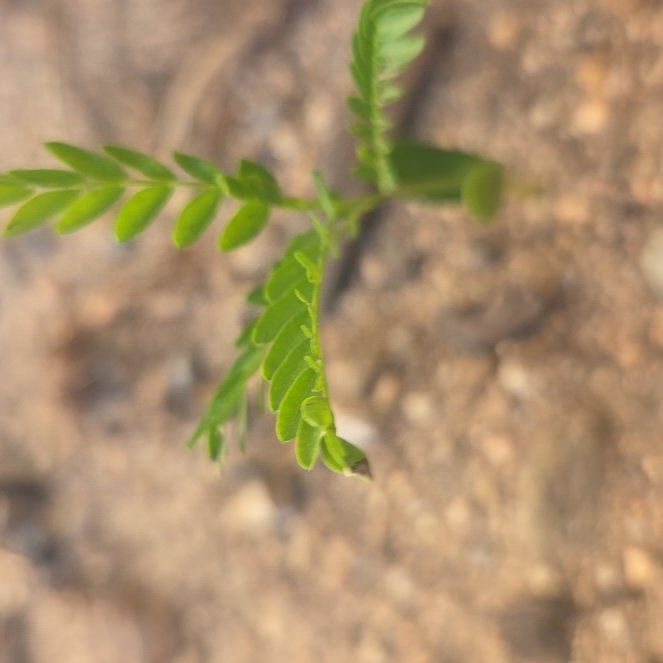 Photo of the plant species Colorado Riverhemp by @HotPepino38 named Wall-E on Greg, the plant care app
