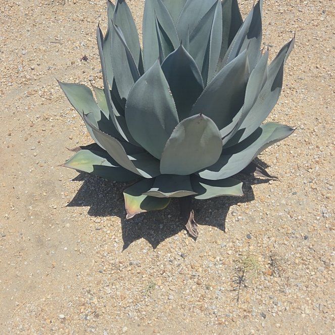 Photo of the plant species Agave by @HotPepino38 named Marilyn on Greg, the plant care app