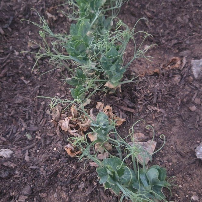 Photo of the plant species Peas by @HotPepino38 named Fernie Mercury on Greg, the plant care app