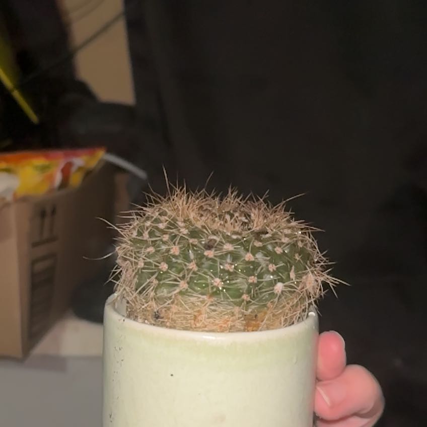 Photo of the plant species Notocactus elegans by @SpiritualMelon named Luna on Greg, the plant care app