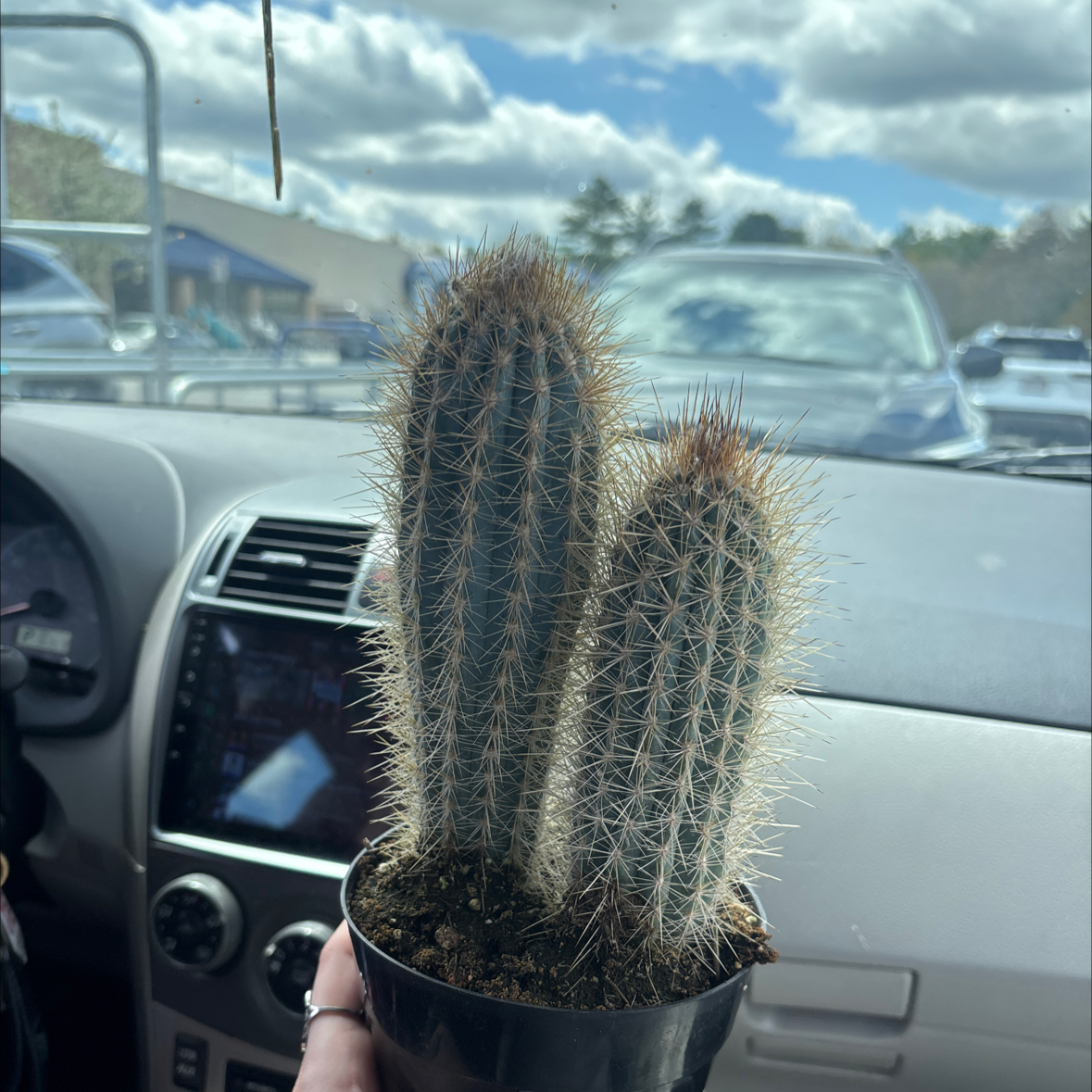 Photo of the plant species Pilosocereus baumii by @SpiritualMelon named Sally on Greg, the plant care app