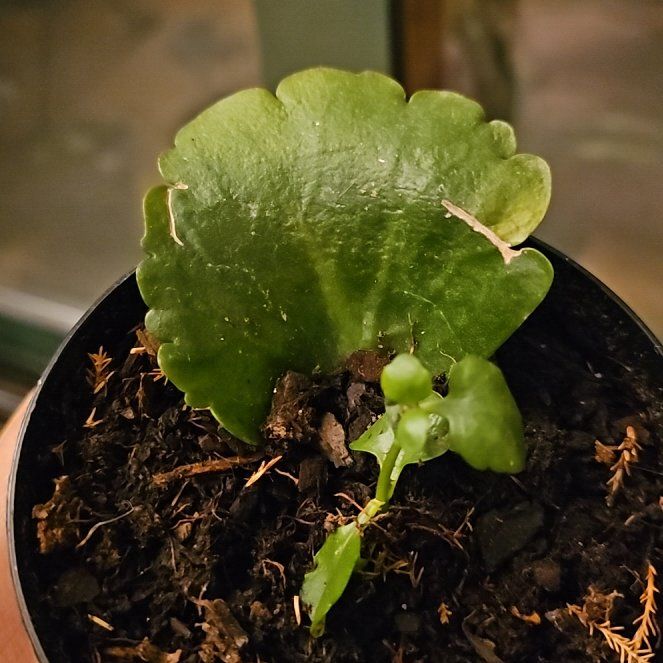 Photo of the plant species Navelwort by @ChipperMayten67 named LiloStitch on Greg, the plant care app