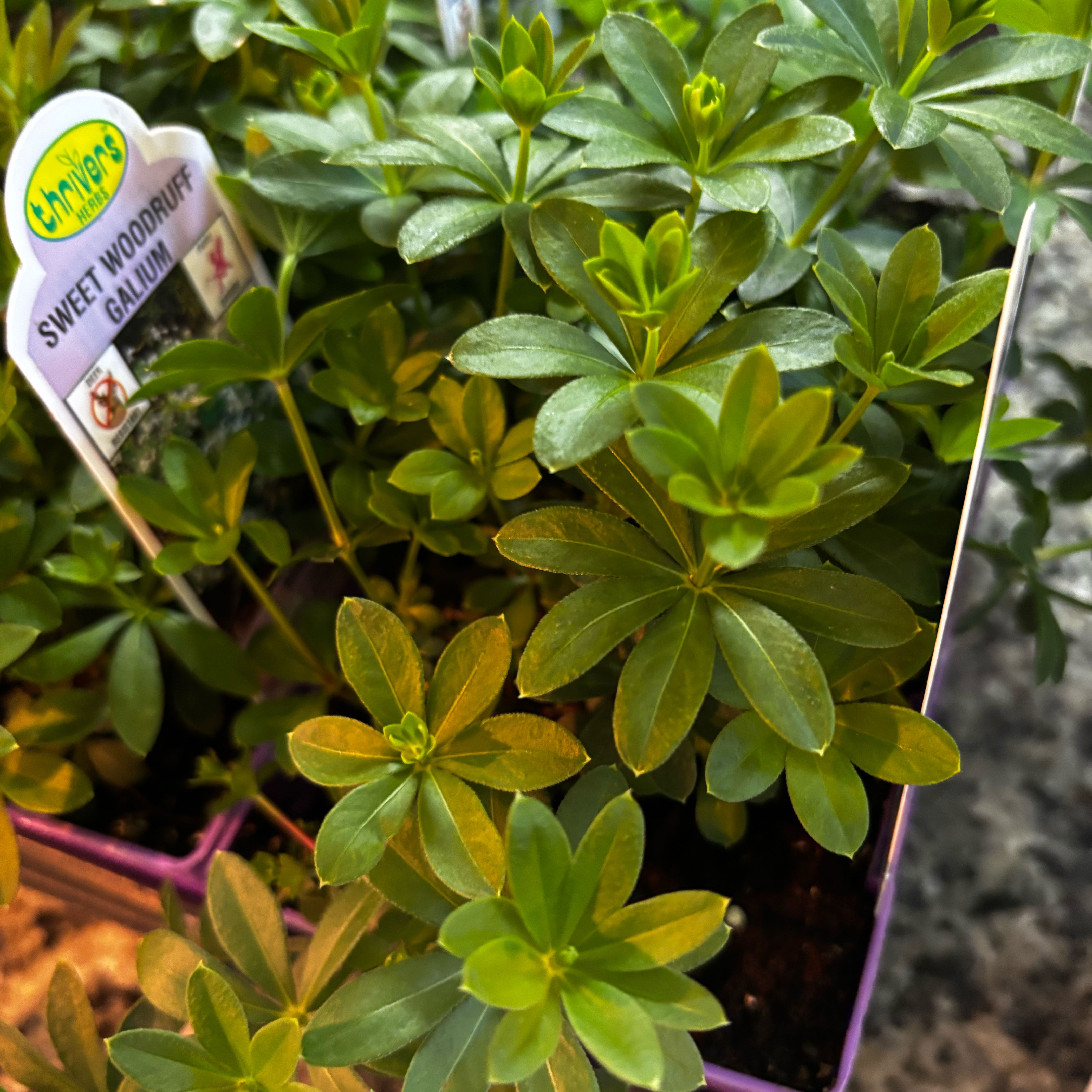 Photo of the plant species Woodruff by @LushAlocasia80 named Leaf Erickson on Greg, the plant care app